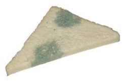 Moldy Bread Slice Double Sided realistic fake food prop by FakeFood4U