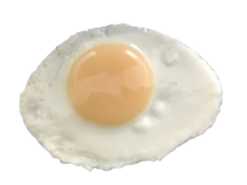 Poached Egg realistic fake food prop by FakeFood4U