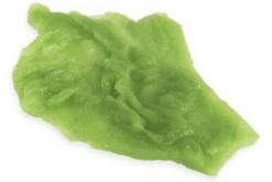 Iceberg lettuce realistic fake food prop by FakeFood4U
