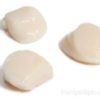 Large Wild Sea Scallops realistic fake food prop by FakeFood4U
